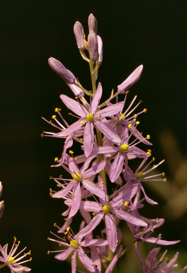 {Camassia scilloides}